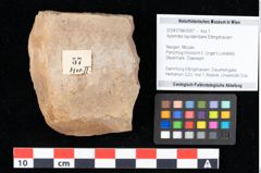 Foto (Objekt + Etikett) von Xylomites liquidambaris Ettingshausen (NHMW-GEO-2024-0188-0057)